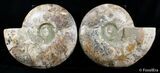 Massive Inch Wide Ammonite With Stands #2831-1